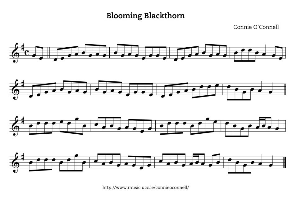 Blooming Blackthorn